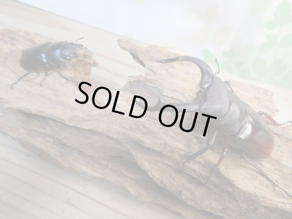 画像5: ☆新成虫☆メルキオリティスフタマタクワガタ♂75ミリ♀41ミリペア販売！！ (5)