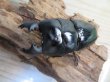 画像2: ☆新成虫☆ユーリケファルスヒラタクワガタ♂64ミリ♀フリーサイズペア販売!! (2)