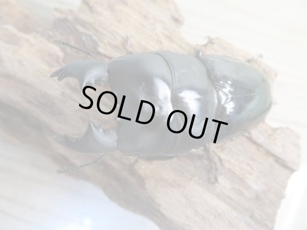 画像2: ☆新成虫☆ユーリケファルスヒラタクワガタ♂64ミリ♀フリーサイズペア販売!! (2)