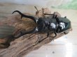 画像2: ☆大型新成虫☆ギラファノコギリクワガタ(亜種ダイスケ)♂108ミリ♀55ミリペア販売!! (2)