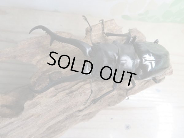 画像2: ☆大型新成虫☆ギラファノコギリクワガタ(亜種ダイスケ)♂108ミリ♀55ミリペア販売!! (2)