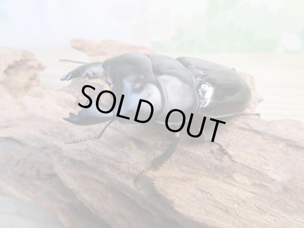 画像1: ☆新成虫☆ユーリケファルスヒラタクワガタ♂64ミリ♀フリーサイズペア販売!! (1)