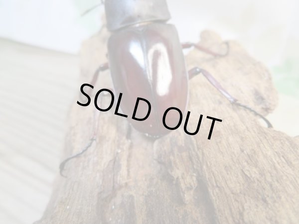 画像3: ☆新成虫☆メルキオリティスフタマタクワガタ♂75ミリ♀41ミリペア販売！！ (3)