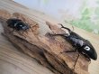 画像5: ☆大型新成虫☆ギラファノコギリクワガタ(亜種ダイスケ)♂108ミリ♀55ミリペア販売!! (5)