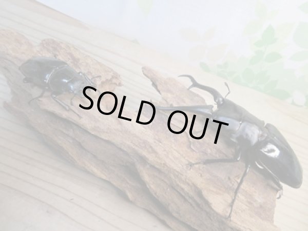 画像5: ☆大型新成虫☆ギラファノコギリクワガタ(亜種ダイスケ)♂108ミリ♀55ミリペア販売!! (5)