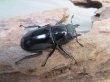 画像4: ☆新成虫☆ツカモトフタマタクワガタ♂71ミリ♀39ミリペア販売!! (4)