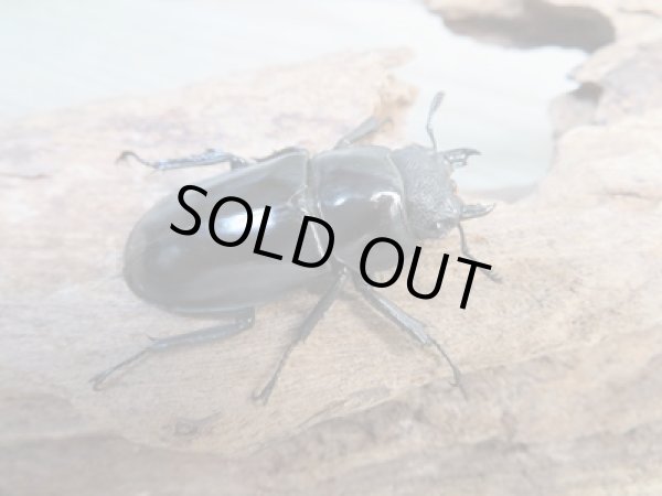 画像4: ☆新成虫☆ツカモトフタマタクワガタ♂71ミリ♀39ミリペア販売!! (4)