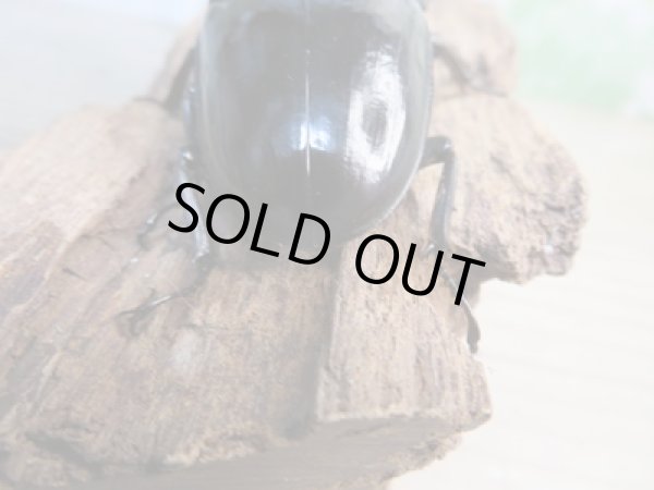 画像3: ☆新成虫☆ユーリケファルスヒラタクワガタ♂64ミリ♀フリーサイズペア販売!! (3)