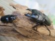 画像5: ☆新成虫☆ユーリケファルスヒラタクワガタ♂64ミリ♀フリーサイズペア販売!! (5)