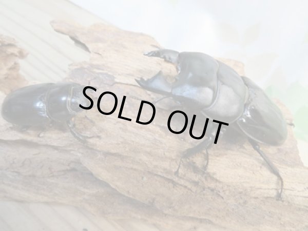 画像5: ☆新成虫☆ユーリケファルスヒラタクワガタ♂64ミリ♀フリーサイズペア販売!! (5)