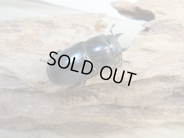 画像4: ☆新成虫☆ユーリケファルスヒラタクワガタ♂64ミリ♀フリーサイズペア販売!! (4)