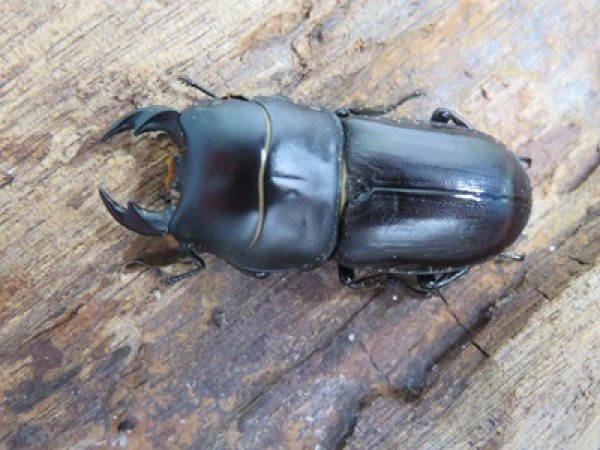 画像2: 稀少種☆WF2☆ブレビスオオクワガタ♂30ミリ♀22ミリ大型ペア販売！！ (2)