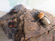 画像6: ☆新成虫☆ヨツボシヒナカブト♂39ミリ♀フリーサイズ別血統ペア＋♀フリーサイズ計3頭トリオ販売！！ (6)