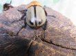 画像3: ☆新成虫☆ヨツボシヒナカブト♂39ミリ♀フリーサイズ別血統ペア＋♀フリーサイズ計3頭トリオ販売！！ (3)