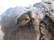 画像5: ☆新成虫☆ヨツボシヒナカブト♂39ミリ♀フリーサイズ別血統ペア＋♀フリーサイズ計3頭トリオ販売！！ (5)