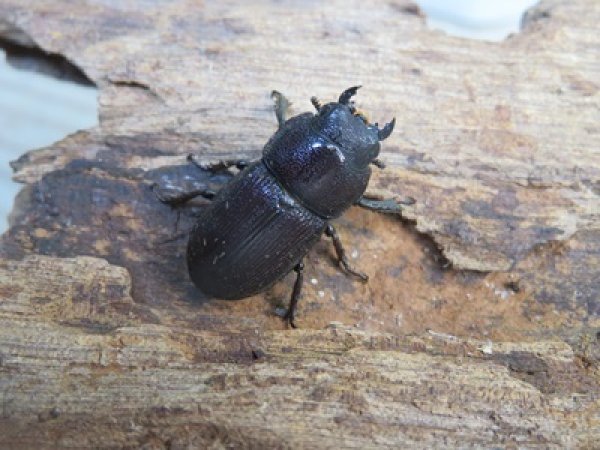 画像4: 稀少種☆WF2☆ブレビスオオクワガタ♂30ミリ♀22ミリ大型ペア販売！！ (4)