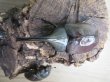 画像2: ☆大型新成虫☆グラントシロカブト♂76ミリ♀52ミリペア＋♀50ミリ計3頭トリオ販売！！ (2)