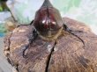 画像3: ☆大型新成虫☆グラントシロカブト♂76ミリ♀52ミリペア＋♀50ミリ計3頭トリオ販売！！ (3)
