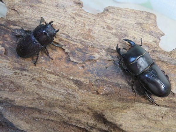 画像5: 稀少種☆WF2☆ブレビスオオクワガタ♂30ミリ♀22ミリ大型ペア販売！！ (5)