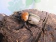 画像1: ☆新成虫☆ヨツボシヒナカブト♂39ミリ♀フリーサイズ別血統ペア＋♀フリーサイズ計3頭トリオ販売！！ (1)