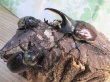 画像6: ☆大型新成虫☆グラントシロカブト♂76ミリ♀52ミリペア＋♀50ミリ計3頭トリオ販売！！ (6)