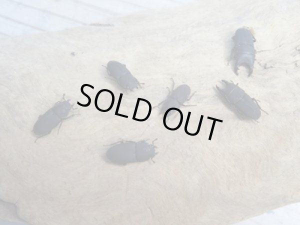 画像3: 稀少種☆WF3☆ロトゥンダトスツヤケシクワガタ（ナンベイオオクワ）♂♀フリーサイズ3ペアセット販売！！ (3)