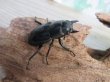 画像4: 26年種親用☆カリンポン産☆ウエストウッディ オオシカクワガタ♂77ミリ♀38ミリペア販売！！ (4)