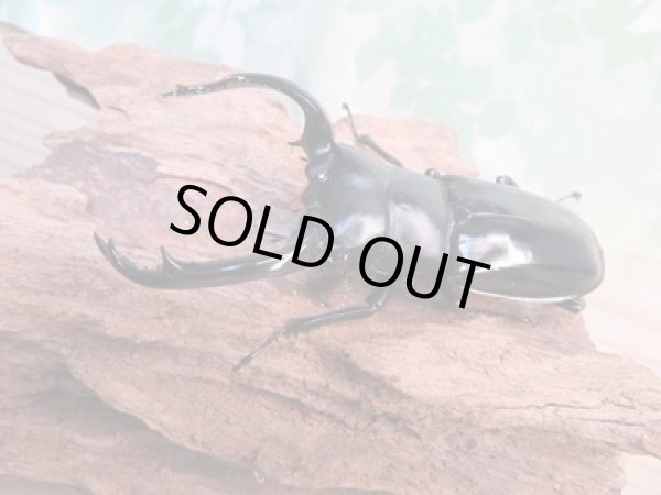 画像1: 26年種親用☆カリンポン産☆ウエストウッディ オオシカクワガタ♂77ミリ♀38ミリペア販売！！ (1)