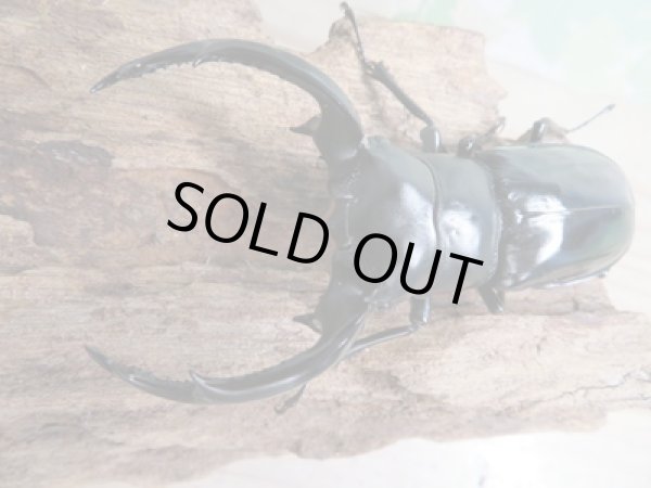 画像2: 26年種親用☆カリンポン産☆ウエストウッディ オオシカクワガタ♂77ミリ♀38ミリペア販売！！ (2)