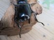 画像3: 26年種親用☆カリンポン産☆ウエストウッディ オオシカクワガタ♂77ミリ♀38ミリペア販売！！ (3)