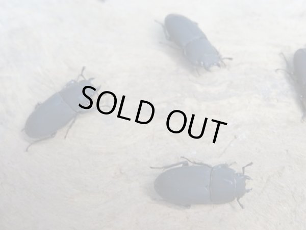 画像2: 稀少種☆WF3☆ロトゥンダトスツヤケシクワガタ（ナンベイオオクワ）♂♀フリーサイズ3ペアセット販売！！ (2)