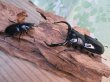 画像5: 26年種親用☆カリンポン産☆ウエストウッディ オオシカクワガタ♂77ミリ♀38ミリペア販売！！ (5)