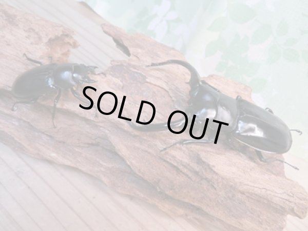 画像5: 26年種親用☆カリンポン産☆ウエストウッディ オオシカクワガタ♂77ミリ♀38ミリペア販売！！ (5)