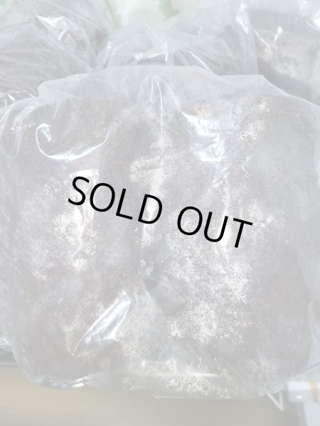 画像2: INSECT・MUSEより入荷☆バクテリア材☆多産物語！！M〜L材2本入り (2)