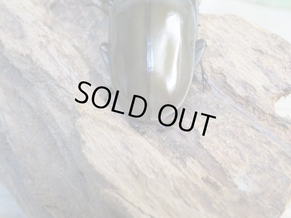 画像3: ☆美麗新成虫☆ババオウゴンオニクワガタ♂70ミリ♀46ミリペア+♀46ミリ計3頭トリオ販売!! (3)