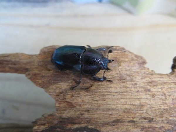 画像3: ☆新成虫no.1☆パプアキンイロクワガタ♂♀♀計3頭フリーサイズトリオ販売!! (3)