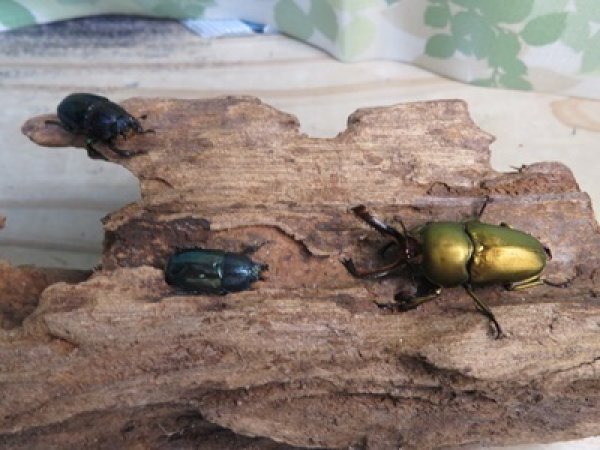 画像4: ☆新成虫no.1☆パプアキンイロクワガタ♂♀♀計3頭フリーサイズトリオ販売!! (4)
