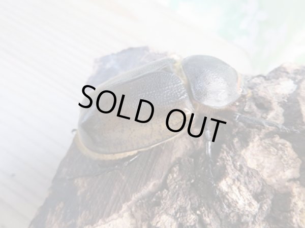 画像4: 新成虫☆F3☆モロンシロカブト♂75ミリ♀58ミリペア販売！！ (4)