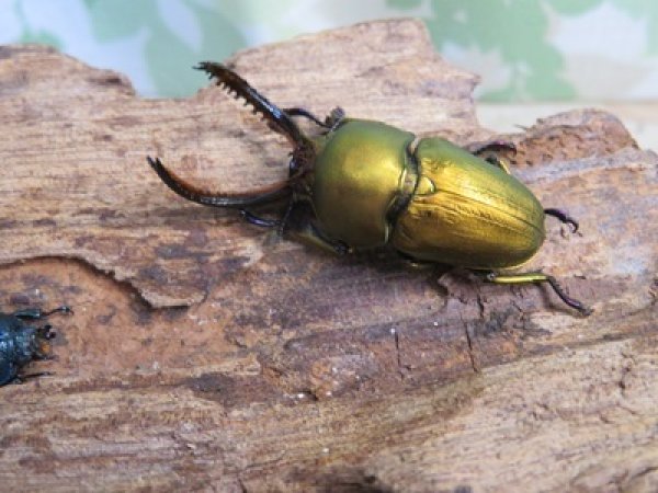 画像1: ☆新成虫no.1☆パプアキンイロクワガタ♂♀♀計3頭フリーサイズトリオ販売!! (1)