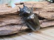 画像4: ☆美麗新成虫☆ババオウゴンオニクワガタ♂70ミリ♀46ミリペア+♀46ミリ計3頭トリオ販売!! (4)