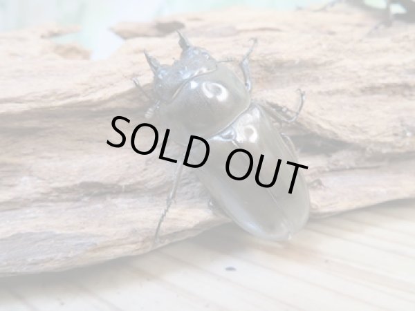 画像4: ☆美麗新成虫☆ババオウゴンオニクワガタ♂70ミリ♀46ミリペア+♀46ミリ計3頭トリオ販売!! (4)