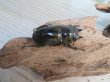 画像5: ☆美麗新成虫☆ババオウゴンオニクワガタ♂70ミリ♀46ミリペア+♀46ミリ計3頭トリオ販売!! (5)