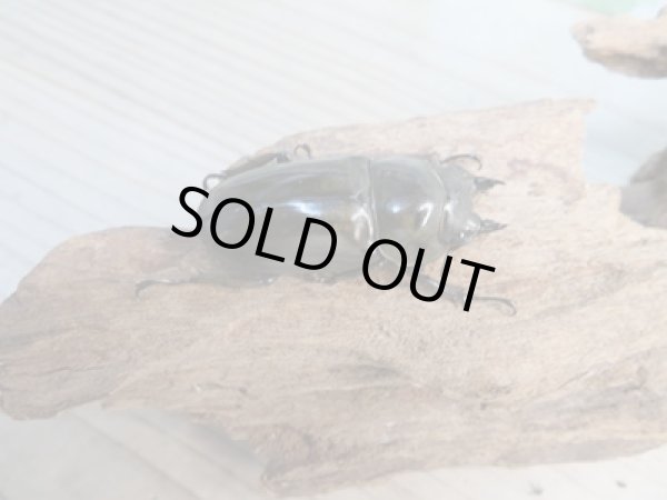 画像5: ☆美麗新成虫☆ババオウゴンオニクワガタ♂70ミリ♀46ミリペア+♀46ミリ計3頭トリオ販売!! (5)