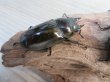 画像5: ☆美麗新成虫☆ババオウゴンオニクワガタ♂64ミリ♀45ミリペア+♀45ミリ計3頭トリオ販売!! (5)