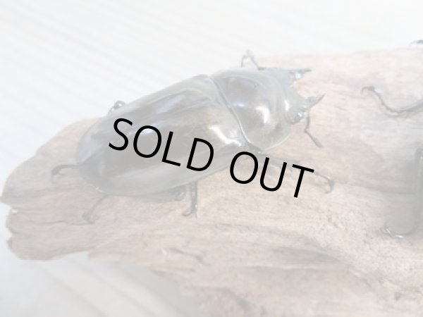 画像5: ☆美麗新成虫☆ババオウゴンオニクワガタ♂64ミリ♀45ミリペア+♀45ミリ計3頭トリオ販売!! (5)