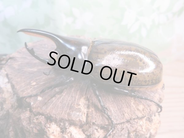 画像1: 新成虫☆F3☆モロンシロカブト♂75ミリ♀58ミリペア販売！！ (1)