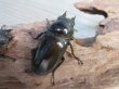 画像4: ☆美麗新成虫☆ババオウゴンオニクワガタ♂64ミリ♀45ミリペア+♀45ミリ計3頭トリオ販売!! (4)