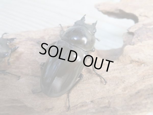 画像4: ☆美麗新成虫☆ババオウゴンオニクワガタ♂64ミリ♀45ミリペア+♀45ミリ計3頭トリオ販売!! (4)