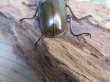 画像3: ☆美麗新成虫☆ババオウゴンオニクワガタ♂64ミリ♀45ミリペア+♀45ミリ計3頭トリオ販売!! (3)