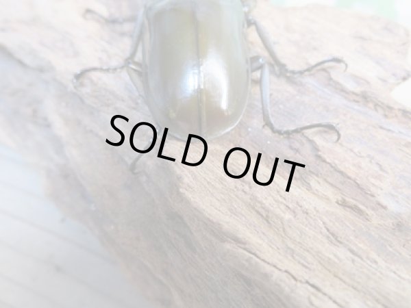 画像3: ☆美麗新成虫☆ババオウゴンオニクワガタ♂64ミリ♀45ミリペア+♀45ミリ計3頭トリオ販売!! (3)